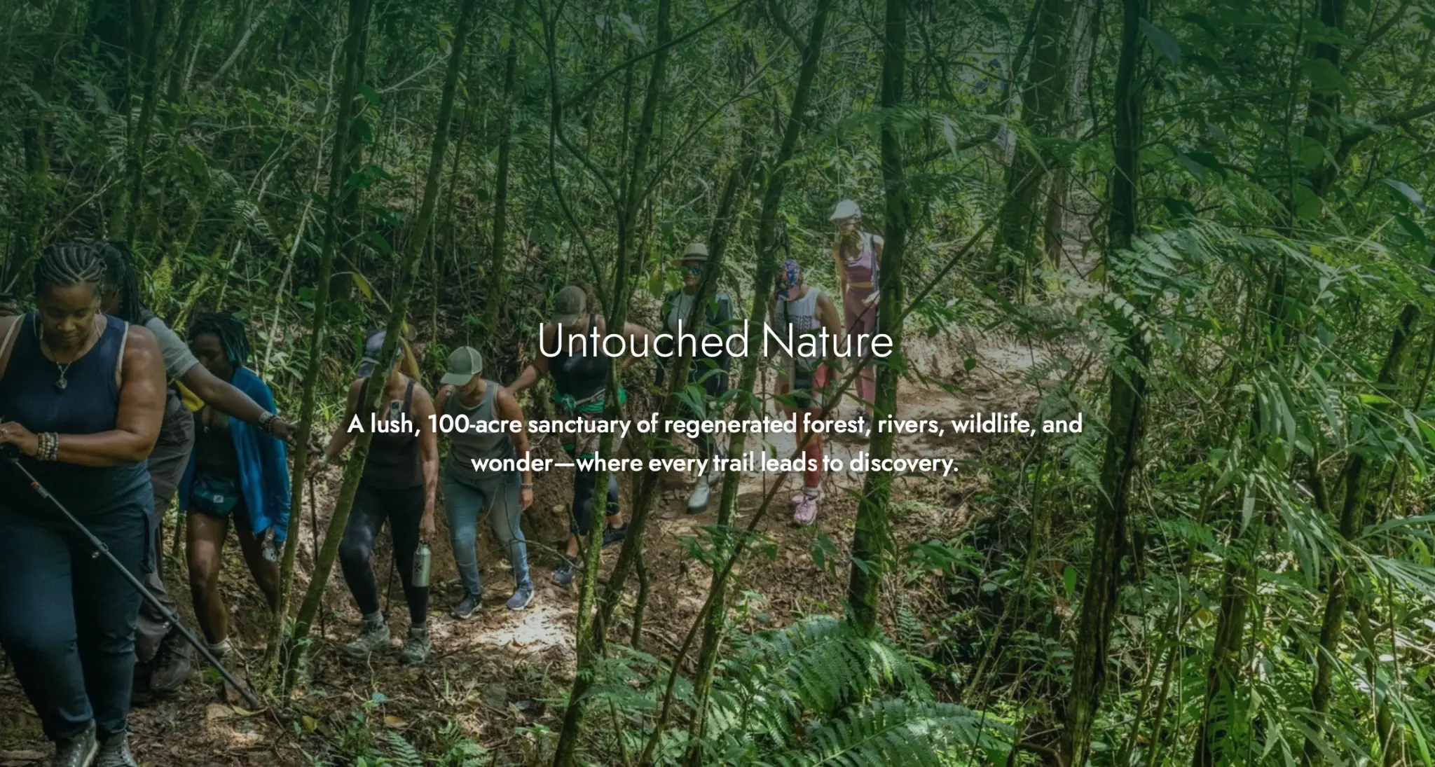 Untouched cloud forest nature