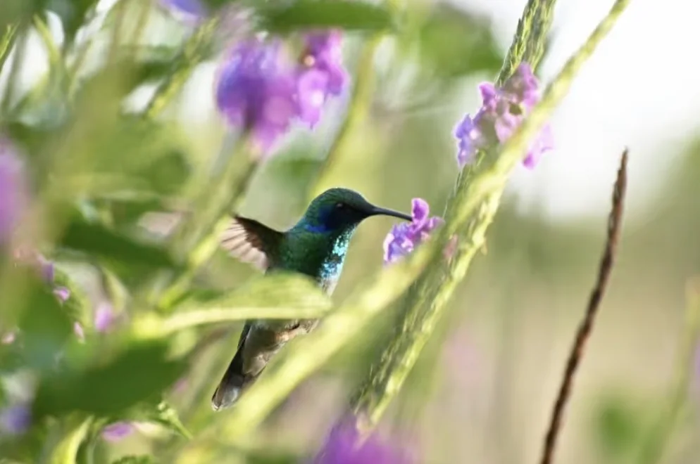 Hummingbird feeding among flowers